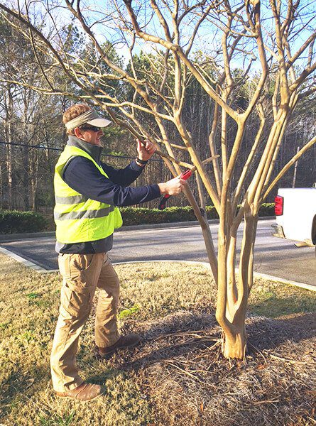 Crepe Murder – How to Fix and Care for Crepe Myrtle Trees