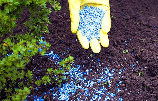 Landscaping Fertilizer 101: What You Need to Know
