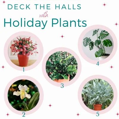 Holiday-Plants-2020-e1607619051926.png