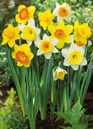 yellow-daffodils.png