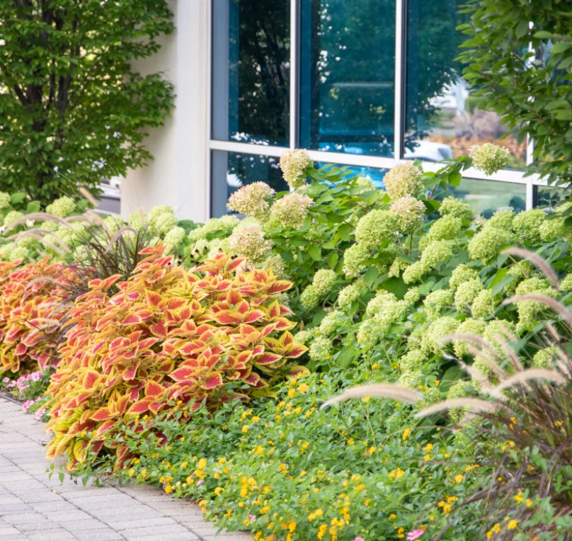 plants next to a walkway with a business behind