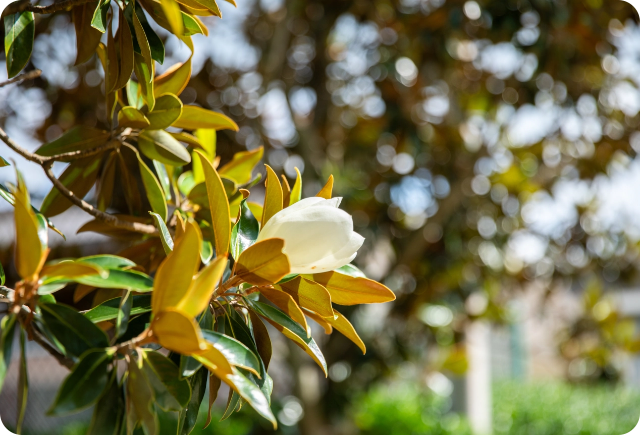 A closeup of a magnolia flower with branches in the background.