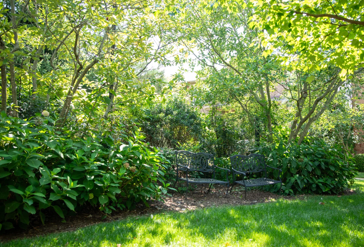 Metal benches in pine straw under shady trees