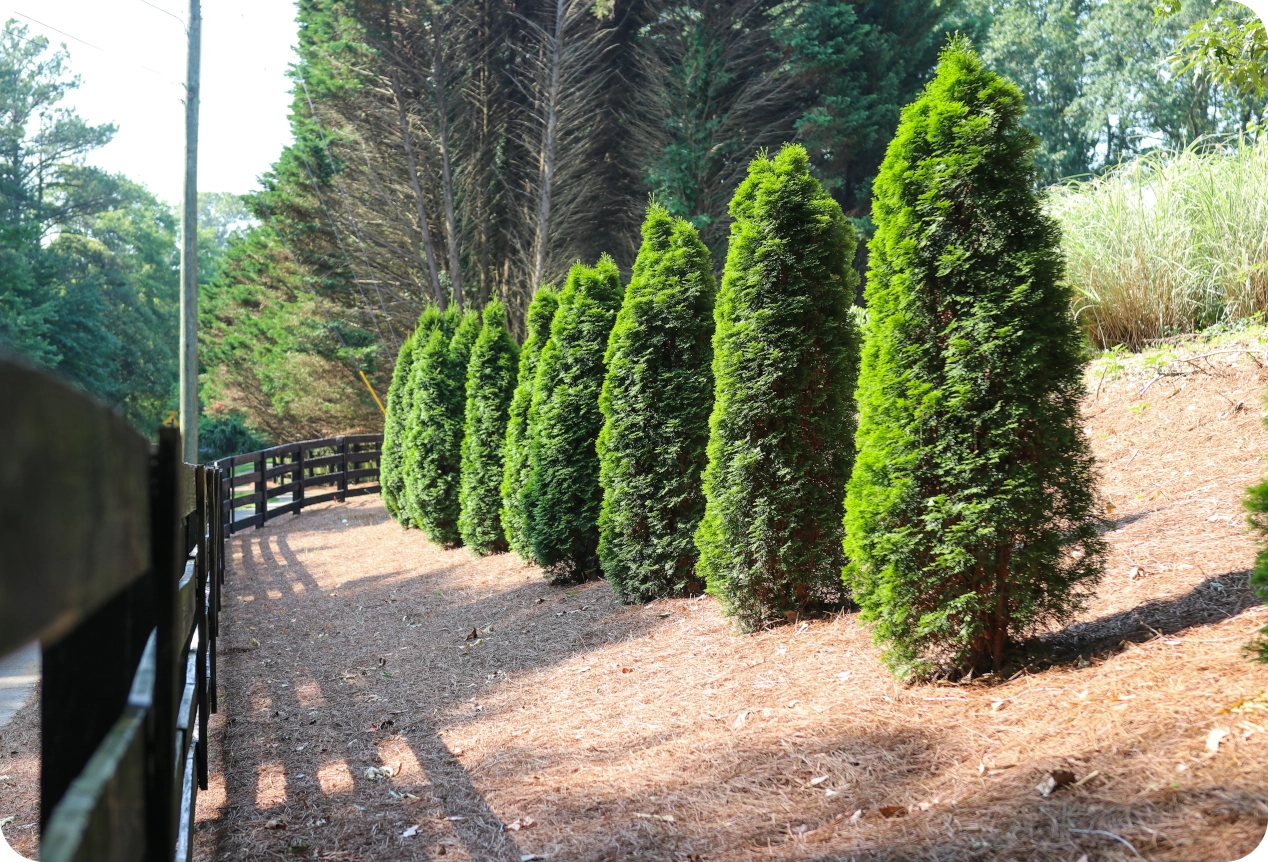 Trees in pine straw behind a fence by the side of the road.