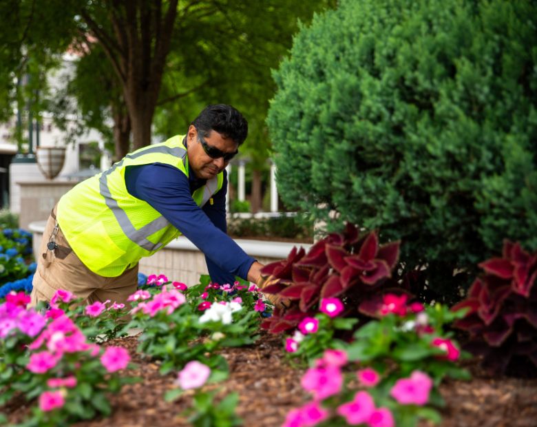 Landscaper planting flowers