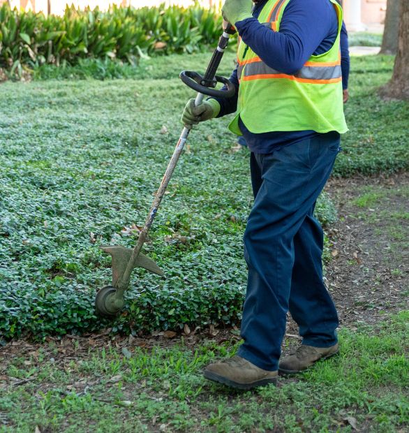 Man edging a shrub